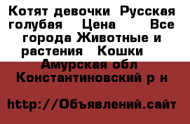 Котят девочки “Русская голубая“ › Цена ­ 0 - Все города Животные и растения » Кошки   . Амурская обл.,Константиновский р-н